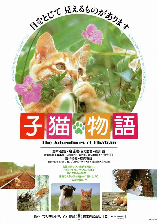 小猫的故事海报剧照